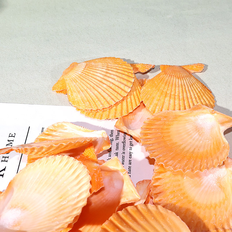 Marine Aquarium - Meilleur coquille de pétoncle jaune, paysage
