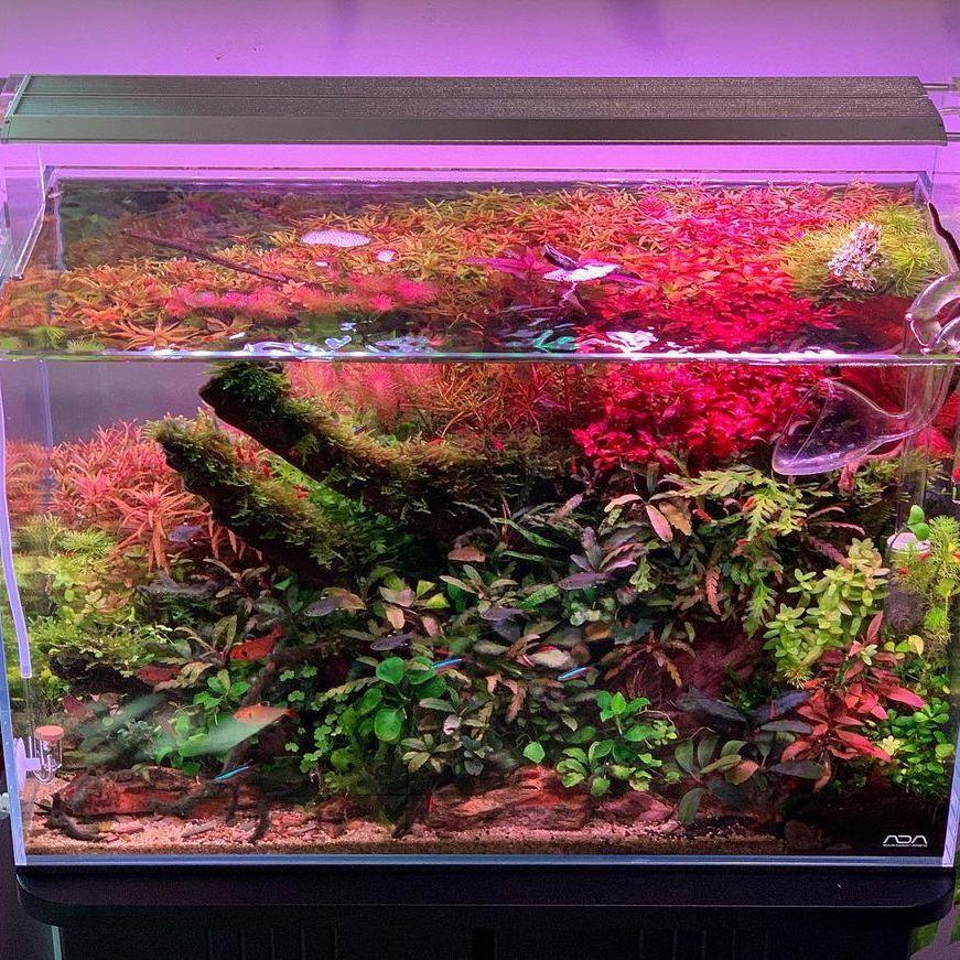 WEEK AQUA Lumière LED vive pou - Reef Lighting avis et prix